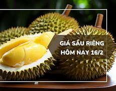 Giá Sầu Riêng Hôm Nay Daklak 2022